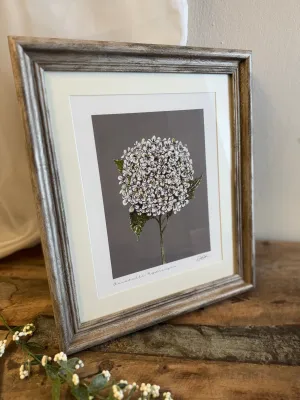 Annabelle Hydrangea Framed Fine Art Print