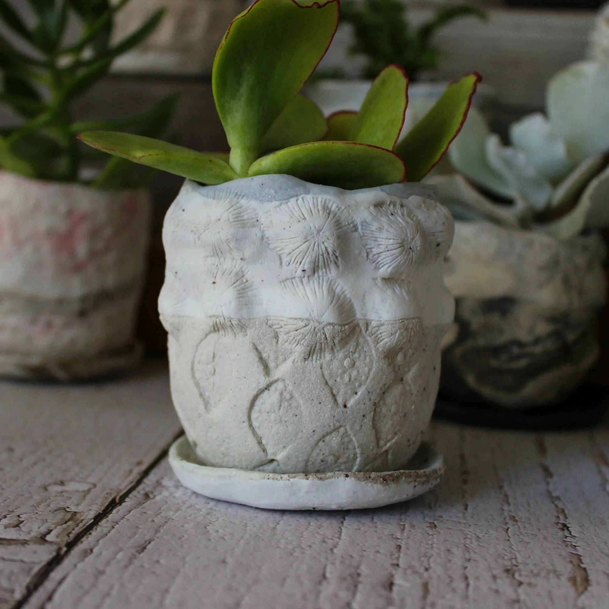 Ceramic Planter & Saucer Sets